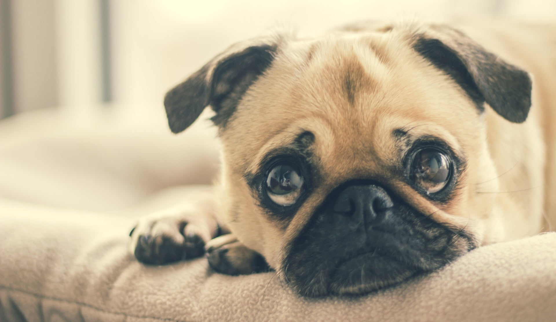 填問卷申請「寵物認證卡」 新北市幫貓狗寵物免費打疫苗、植晶片！ animal breed canine dog puppy cute eye