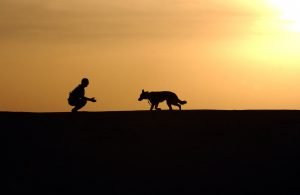 訓練狗的日落剪影
