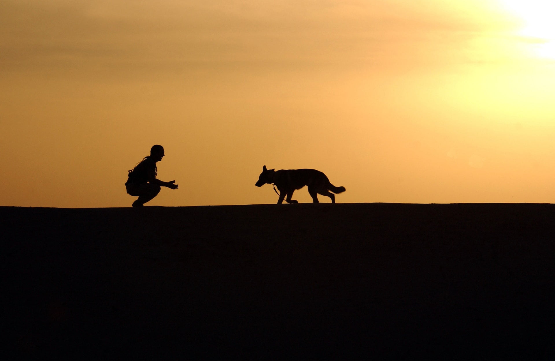 中華民國獸醫師公會（台灣、澎湖、金門與馬祖各縣市地區） dog trainer silhouettes sunset working horizon human master