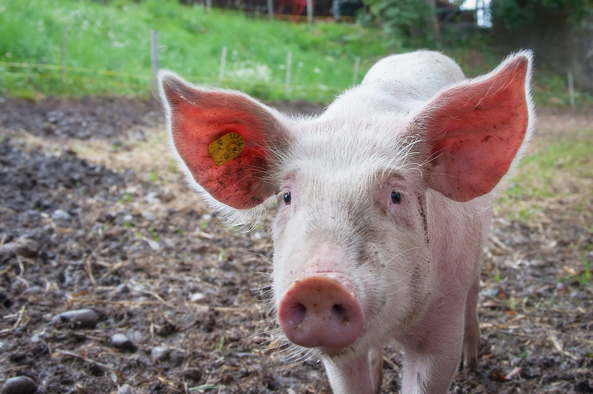 中華民國動植物防疫檢疫局聯絡電話 farm farmer pink ears pig animal pork
