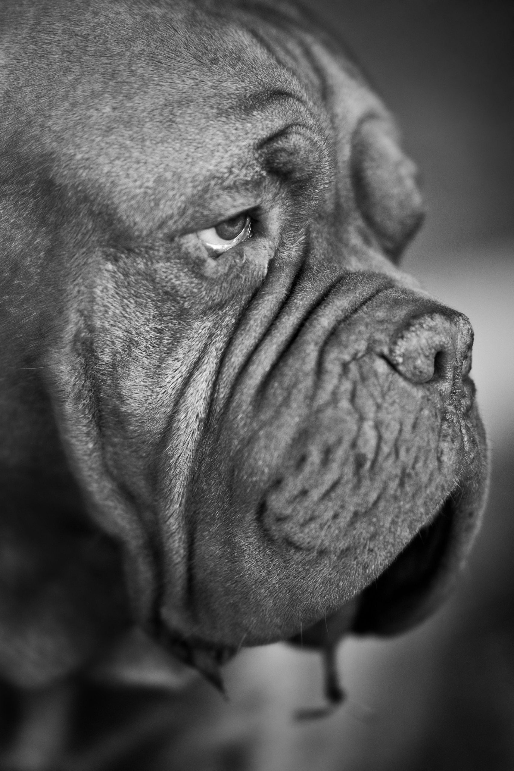 波爾多犬（French Mastiff）老臉寫真