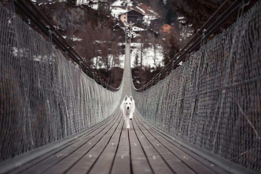 dog running on bridge